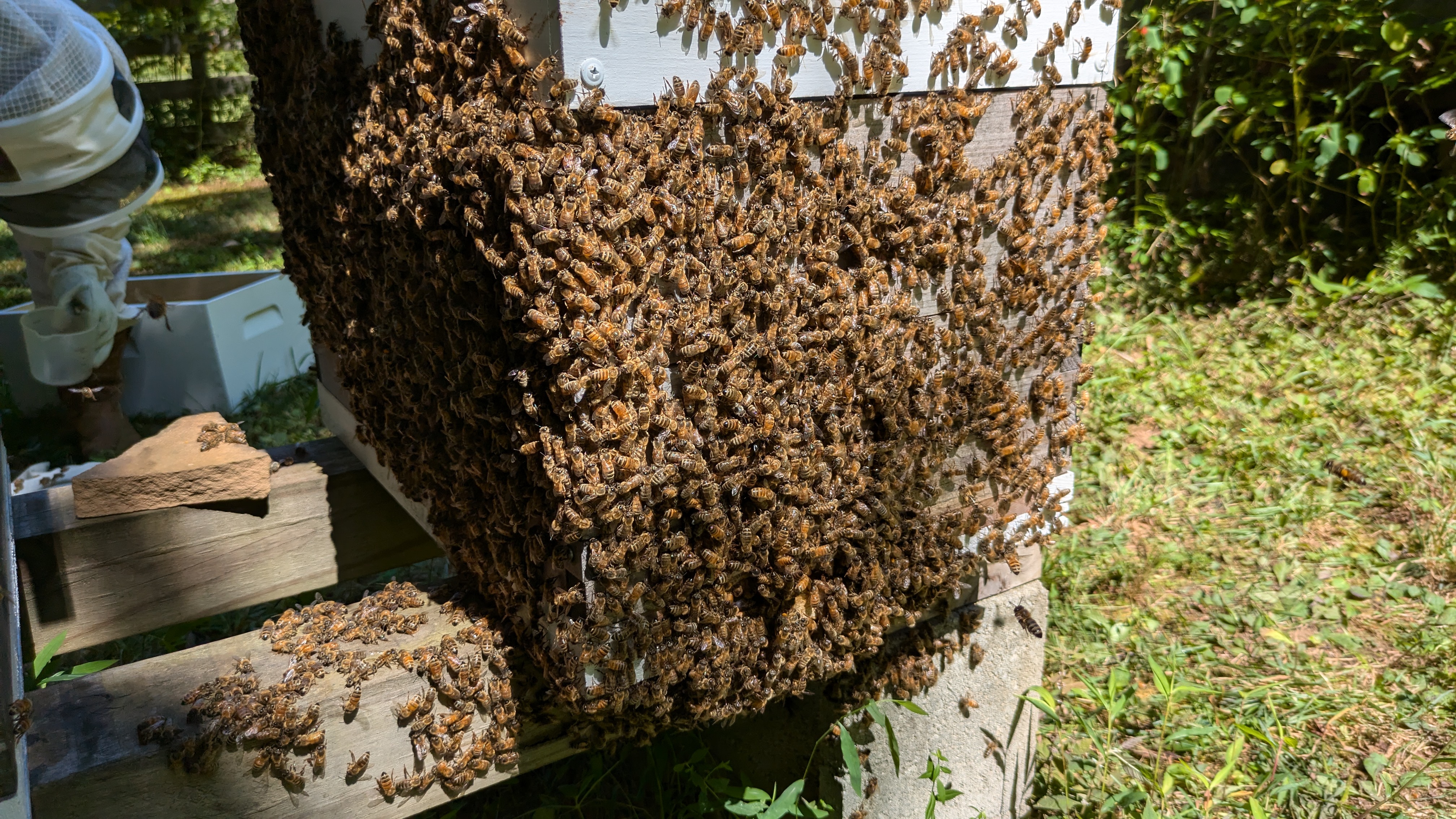 Bees on honeycomb