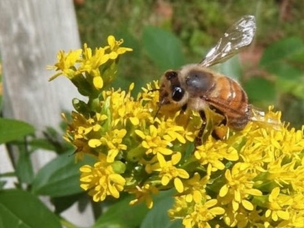 Mountain wildflowers